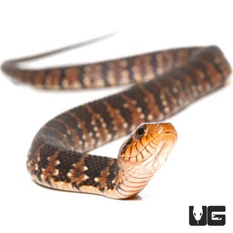 Baby Banded Water Snakes For Sale - Underground Reptiles