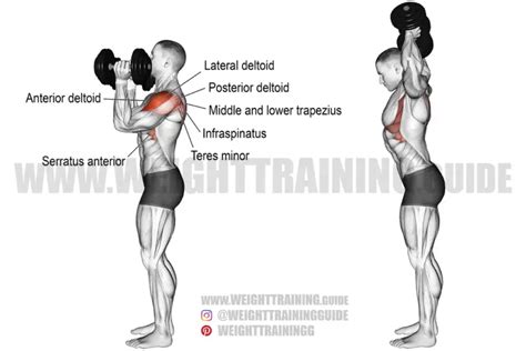 Dumbbell leg curl exercise instructions and video | Weight Training Guide