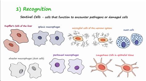 The Inflammatory Response - YouTube