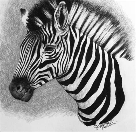 Zebra - Drawing Skill