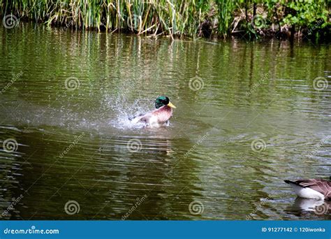 Mallard Duck Drake stock photo. Image of waterfowl, gould - 91277142