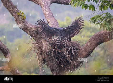 Harpy eagle monkey hi-res stock photography and images - Alamy