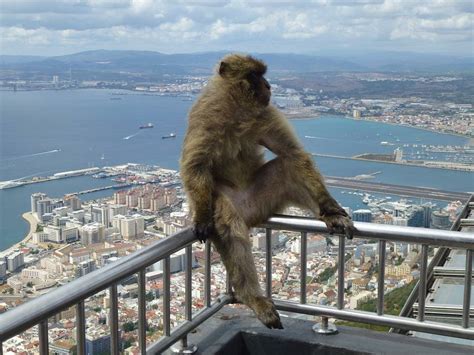 What to see in Gibraltar in one day - Visitanddo