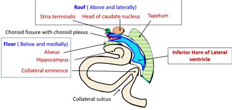 Lateral Ventricle - Parts, boundaries, tela choroidea, choroid plexus