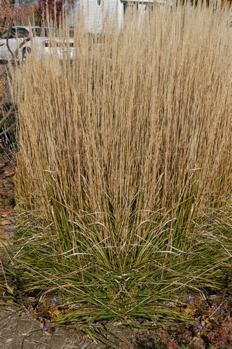 Grass (Feather Reed), Foerster's Feather - A+ Garden Center | Duluth, Minnesota | Plants, Trees ...