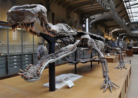 Sarcosuchus - Wikipedia, the free encyclopedia | Prehistoric animals ...