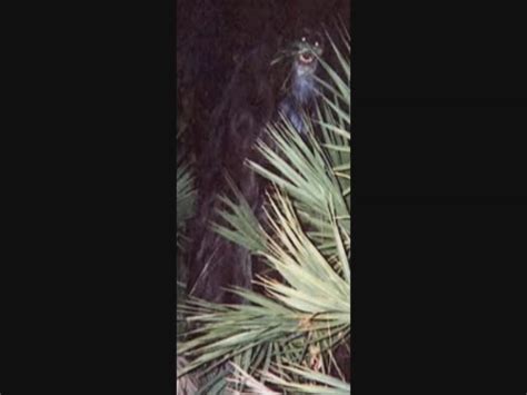 The 2001 Myakka Skunk Ape Photographs — A Singular Fortean