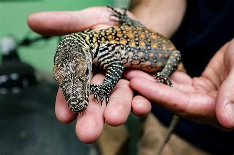 Three Komodo dragon babies hatch at Chattanooga Zoo [video ...