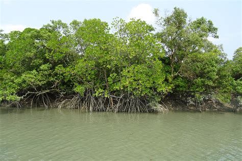 Mangrove forests disappearing faster than average forest loss - Market Business News