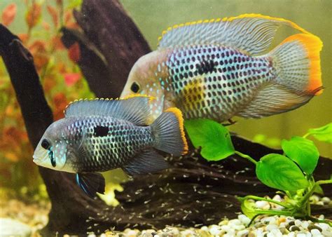 Green terror cichlid size care lifespan tank mates – Artofit