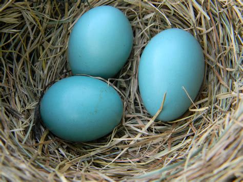 File:American Robin Eggs in Nest.jpg - Wikimedia Commons