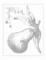 Pear Coloring Pages – Printable FREE sketch template