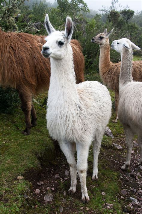 Llamas | Llama pictures, Cute alpaca, Llama