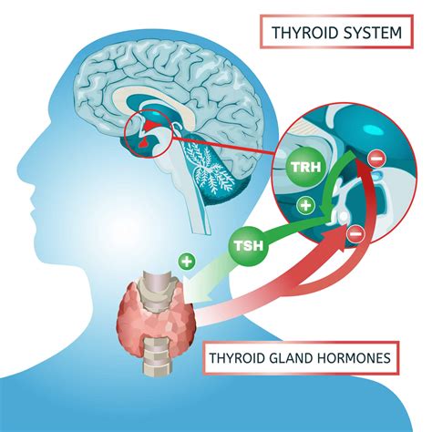 Women's Thyroid Wellness Ogden Utah | Regeneration Health