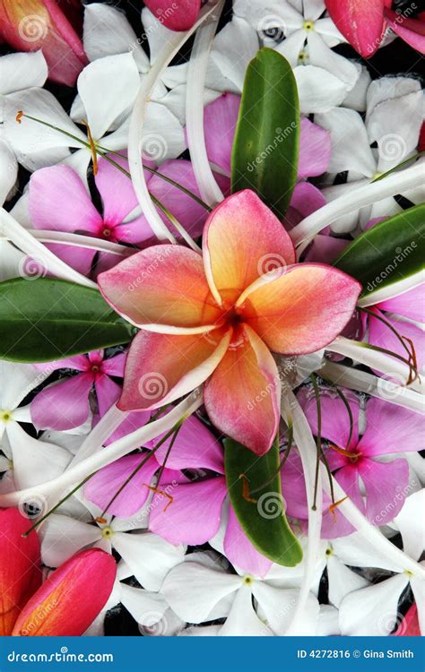 Beautiful Tropical Flowers Royalty Free Stock Image - Image: 4272816