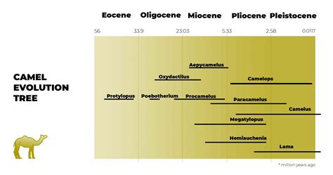 Camel Evolution (+Camel Evolutionary Timeline) - The Daily Wildlife