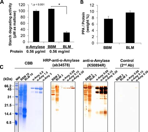 Pancreatic -amylase underwent degradation in duodenal mucosa. A ...