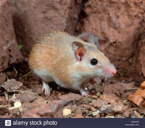 Spiny Mouse Stock Photos & Spiny Mouse Stock Images - Alamy