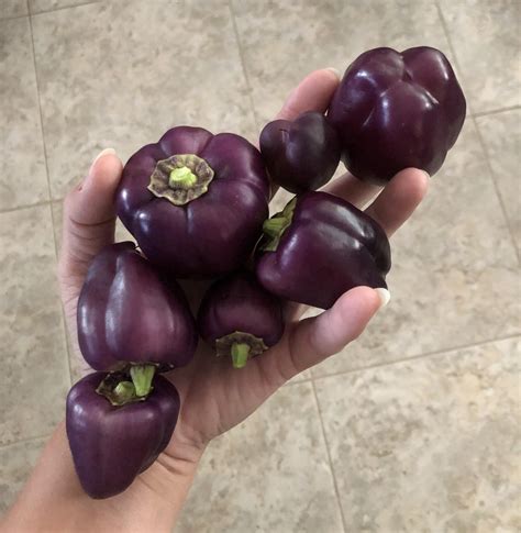 Today’s harvest: tiny purple bell peppers : r/gardening