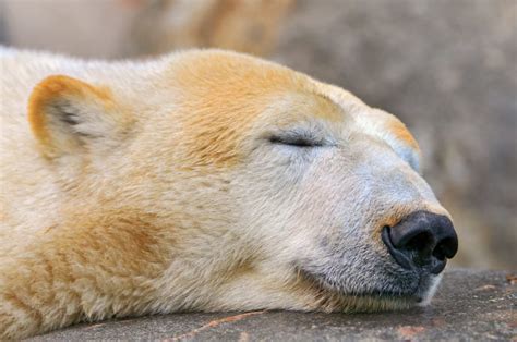 Global Warming Causes Dramatic Decrease In Polar Bears – The Daily Chomp