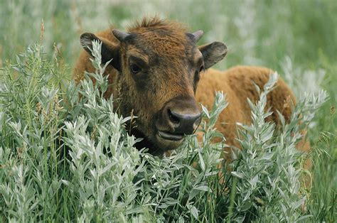 Portrait Of An American Bison Calf Photograph by Annie Griffiths