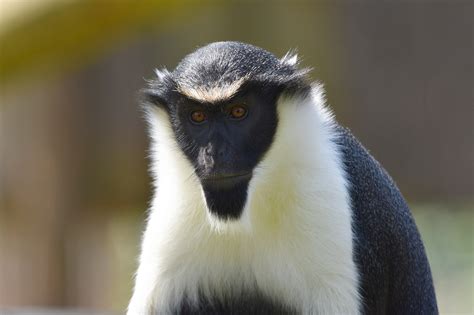 【ダイアナモンキー｜動物図鑑】特徴と生態 | 動物生き物サイト