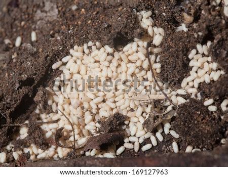 Drywood Termites: Termite Eggs Image