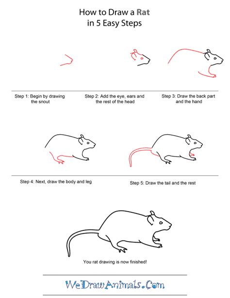 How To Draw A Rat