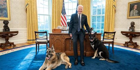 Biden's dog Major is reportedly getting 'additional training' to help ...