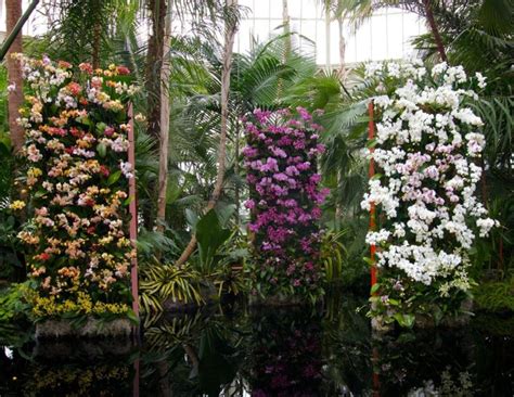 Last Weekend To See Breathtaking Orchids At NY Botanical Garden: Gothamist