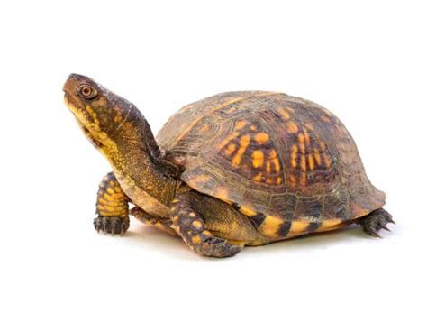 Turtle Throat Puffing: Why, When, And What to Do - Reptile Scout