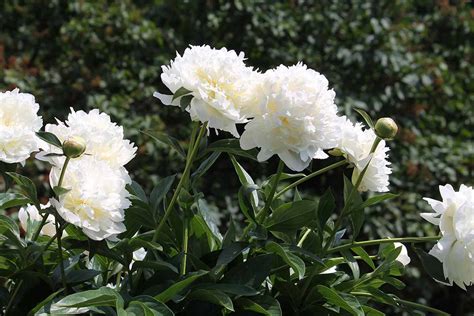 13 of the Finest White Peony Varieties to Develop at House - Batang Tabon