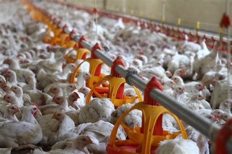 Poultry equipment manufacturer - Modern free range poultry systems - Poultry turnkey projects ...