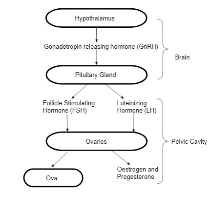 Female Reproductive Hormones