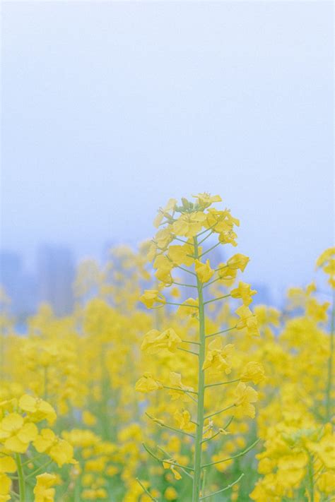 Mustard Field Wallpapers - Wallpaper Cave