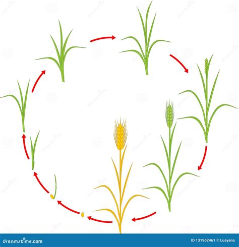 Rye life cycle stock vector. Illustration of floral - 131962461