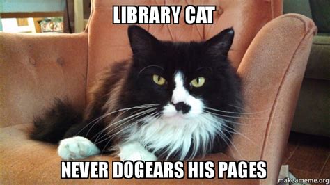 library cat | Cats, Doggy, Animals