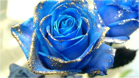 Royal Blue Flowers HD Wallpapers - Top Free Royal Blue Flowers HD Backgrounds - WallpaperAccess