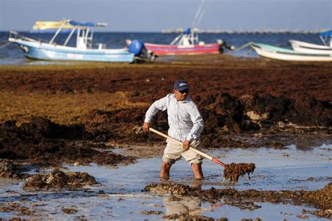 A giant seaweed bloom that can be seen from space threatens beaches in Florida and Mexico