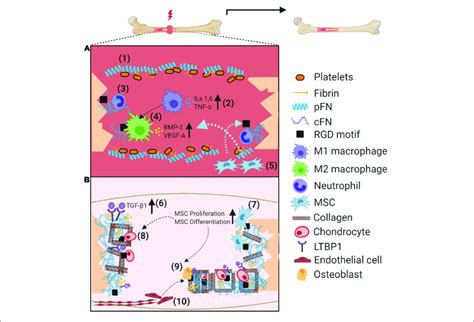 | Schematic illustration on the role of fibronectin (pFN and cFN ...