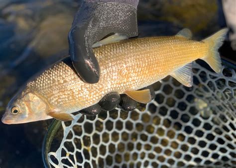 Mountain Whitefish - NDOW