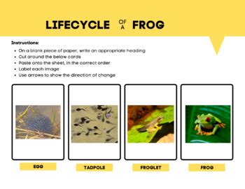 Red Eyed Tree Frog Life Cycle & Fix It Sentences First Second Grade