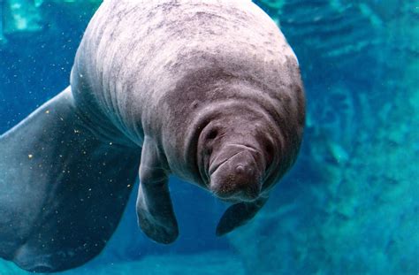 Are Manatees Endangered in 2024? - Brightly