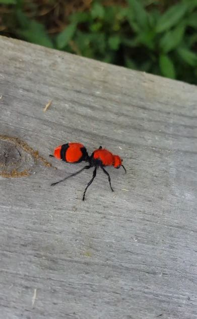 [Virginia, US] Giant red & black ant? : r/whatsthisbug