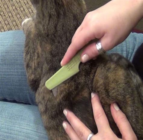 Safari Cat Flea Comb with Extended Handle - Cat Flea Comb-CS