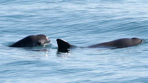 The Last Vaquitas - CBS News