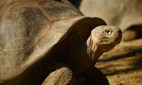 Reptiles :: Riverbanks Zoo & Garden