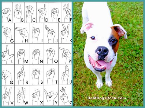 Lately I've been getting so many questions on our Deaf Dogs Rock Facebook page asking about how ...