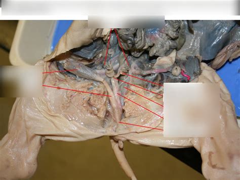 Fetal Pig Reproductive System (female) Diagram | Quizlet