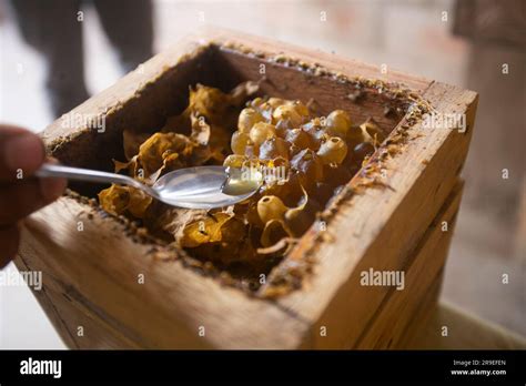 Organic honeycomb on a farm in the Peruvian jungle Stock Photo - Alamy